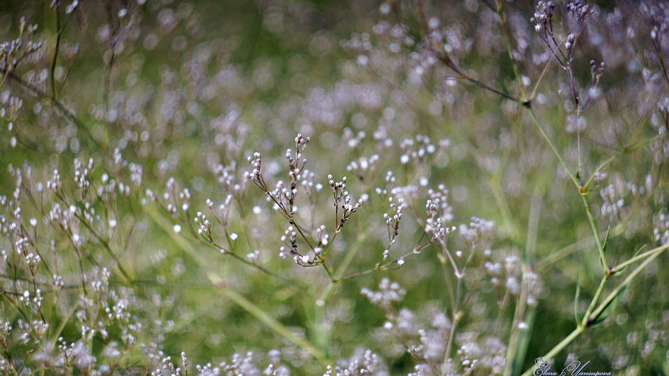 Windows 8 Theme HD Fonds d'écran: Belles fleurs #15 - 1366x768