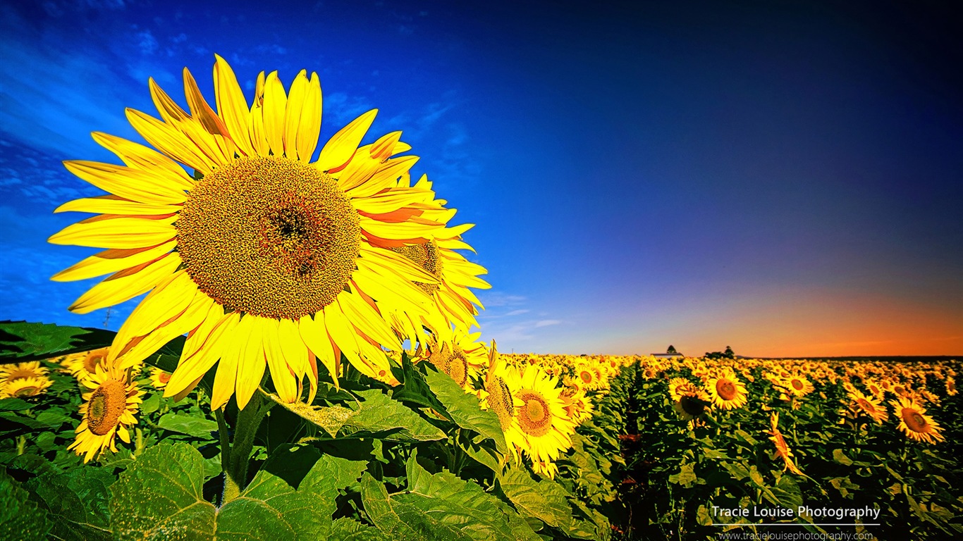 Queensland, Australia, hermosos paisajes, fondos de pantalla de Windows 8 tema de HD #13 - 1366x768