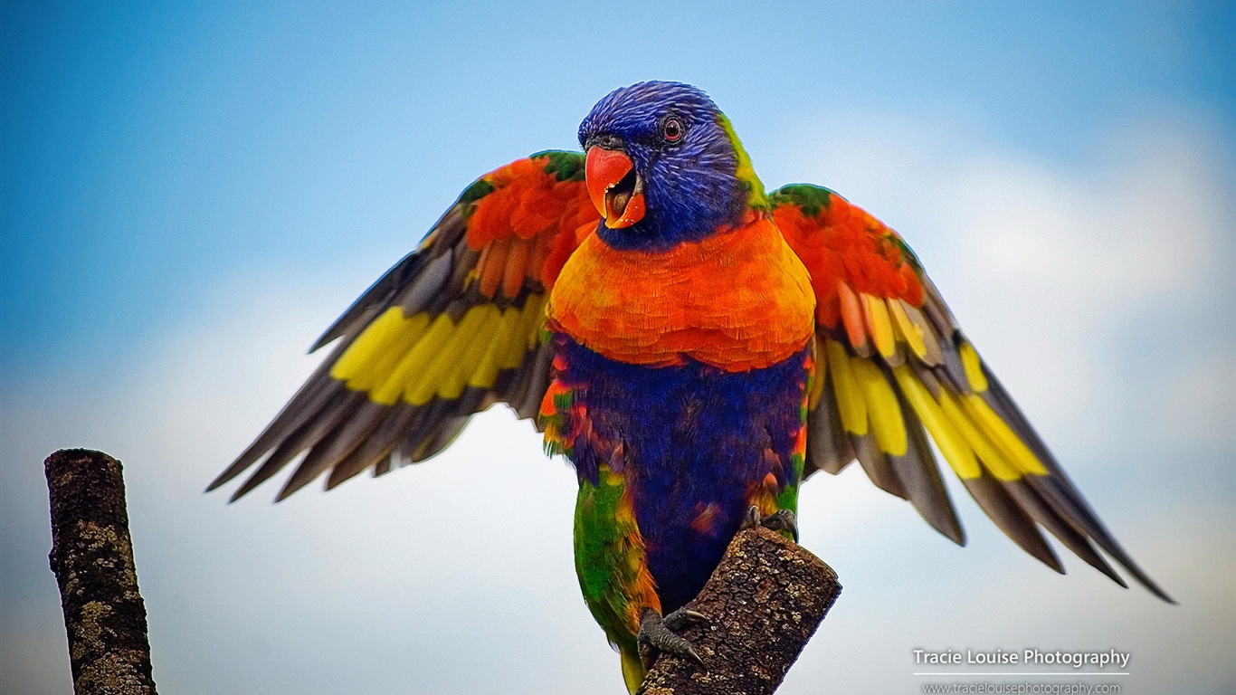 Colorful birds, Windows 8 theme wallpaper #1 - 1366x768