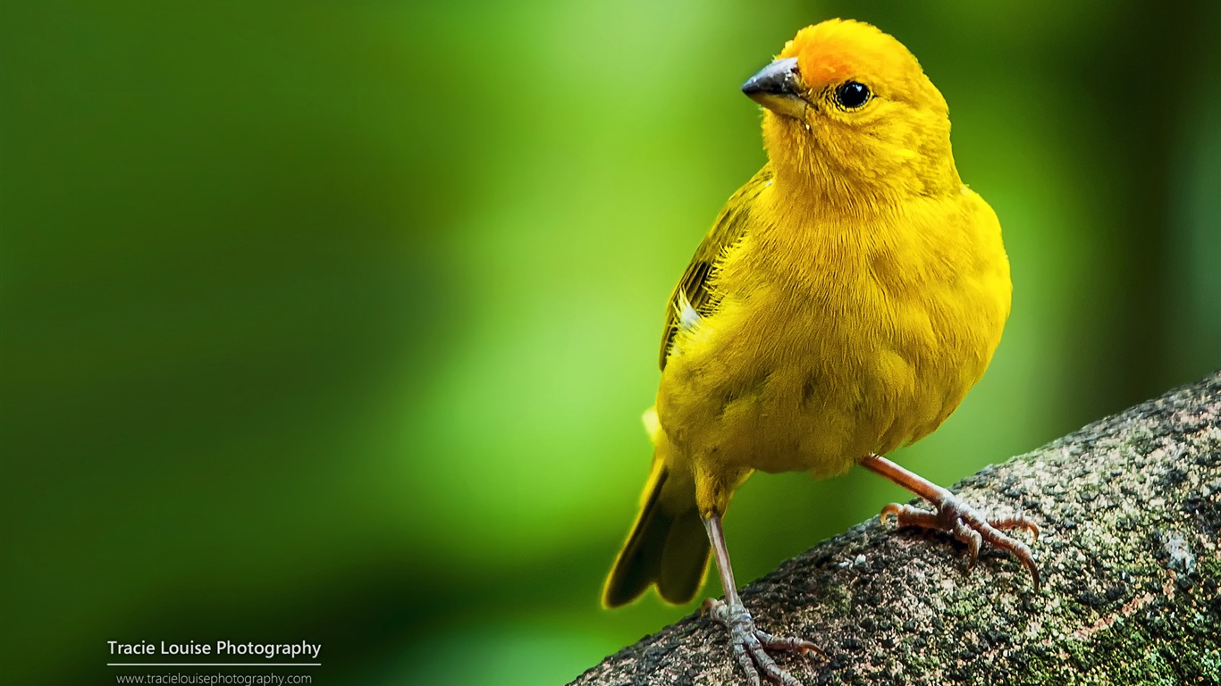 カラフルな鳥、Windowsの8テーマの壁紙 #4 - 1366x768