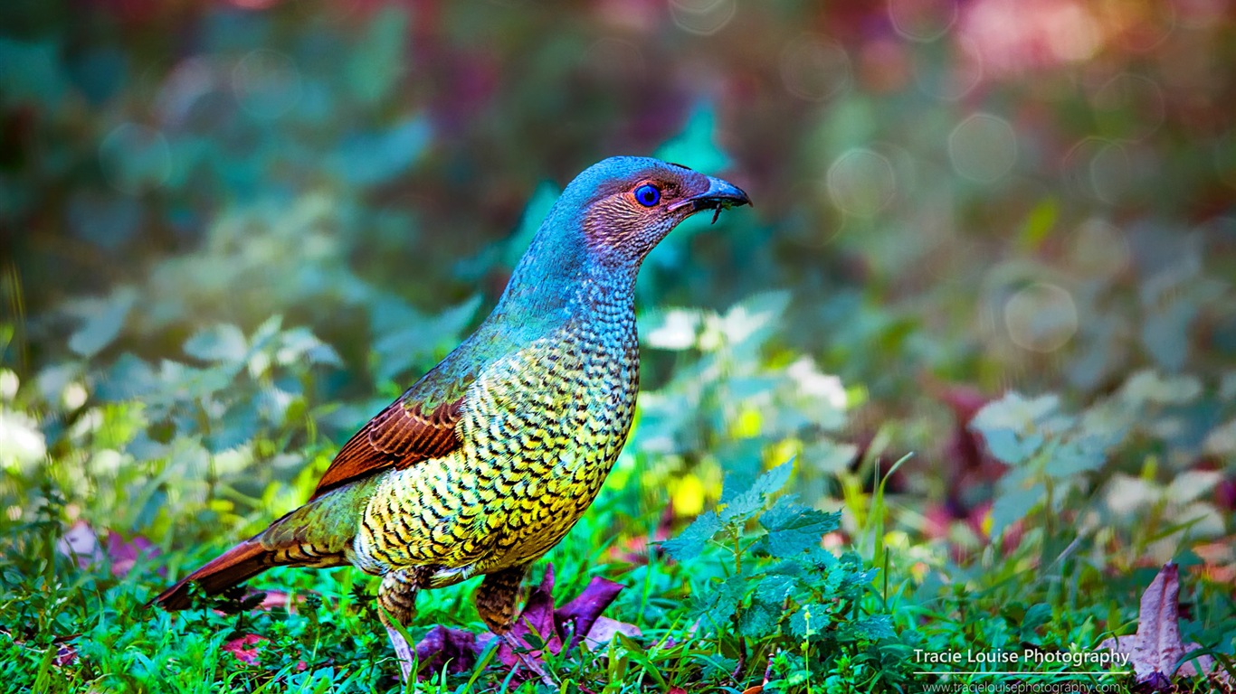 カラフルな鳥、Windowsの8テーマの壁紙 #5 - 1366x768