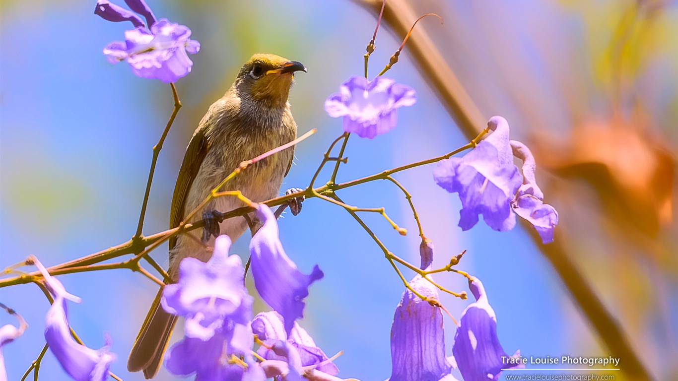 五彩繽紛的鳥兒，Windows 8 主題壁紙 #6 - 1366x768