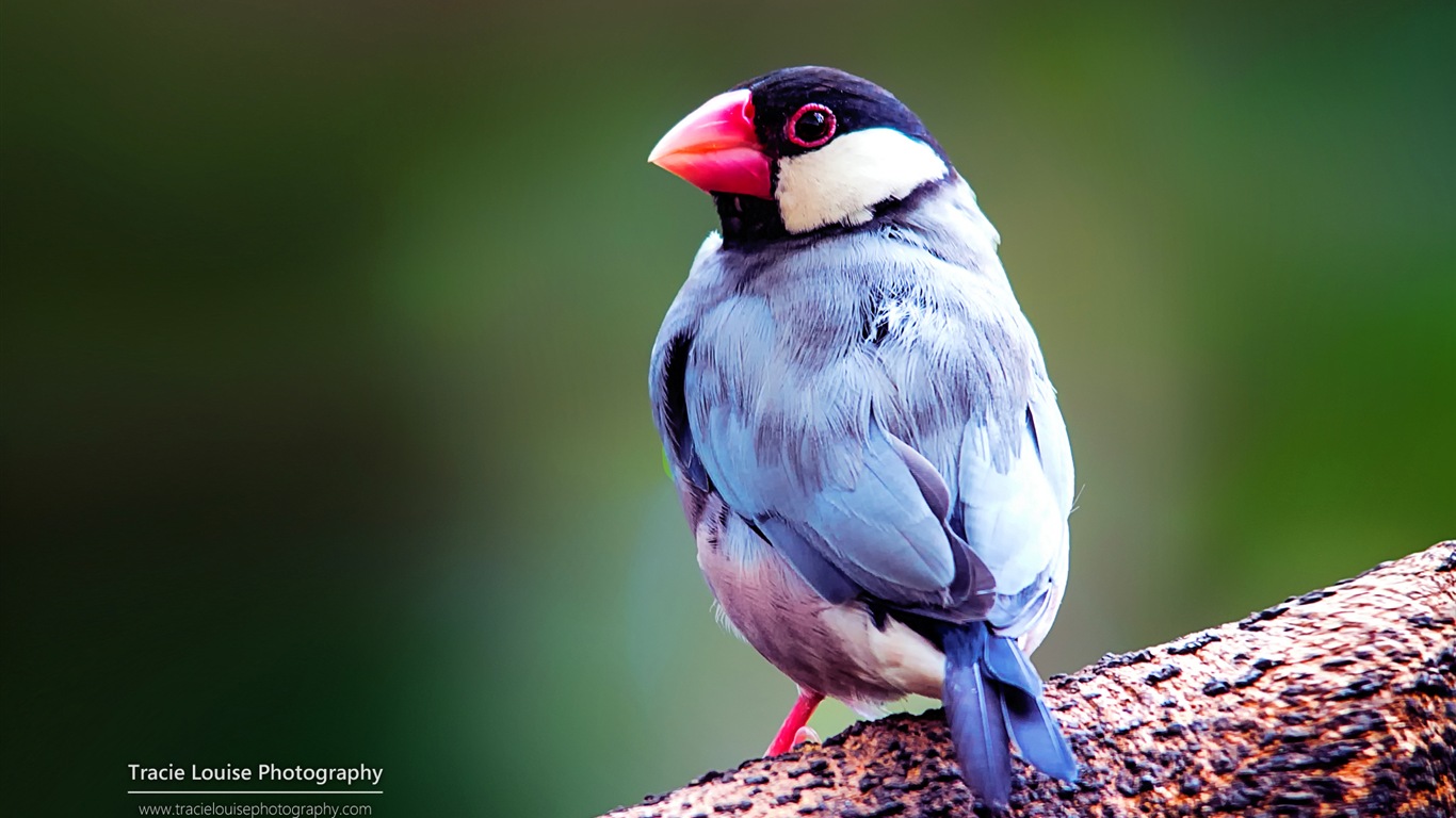 カラフルな鳥、Windowsの8テーマの壁紙 #7 - 1366x768