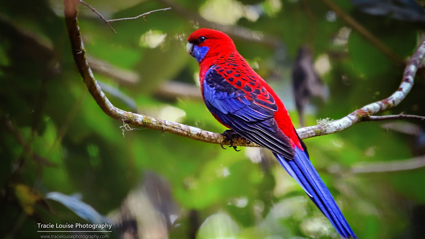 Oiseaux colorés, Windows 8 écran thème #8 - 1366x768