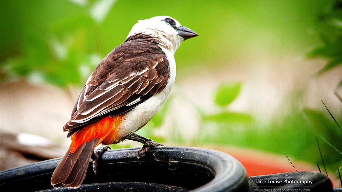 カラフルな鳥、Windowsの8テーマの壁紙 #9 - 1366x768