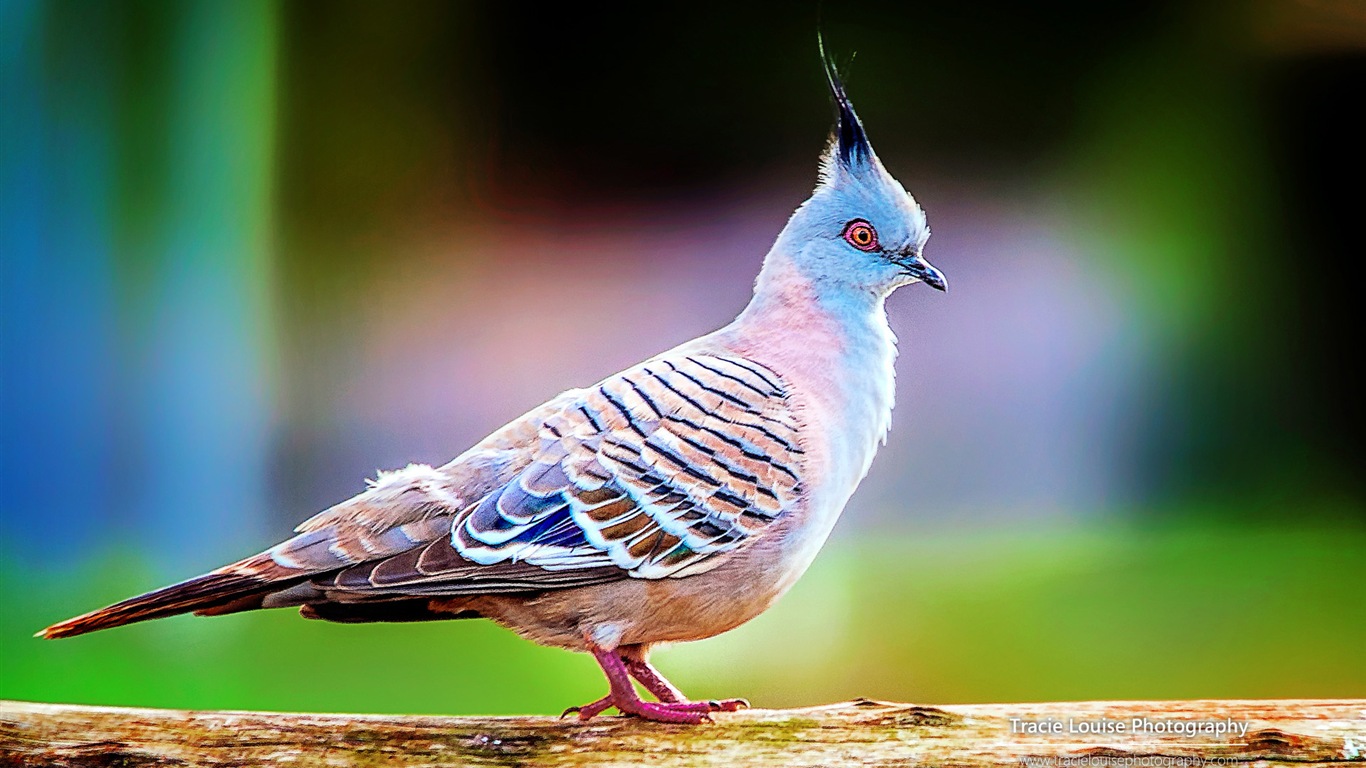 カラフルな鳥、Windowsの8テーマの壁紙 #10 - 1366x768