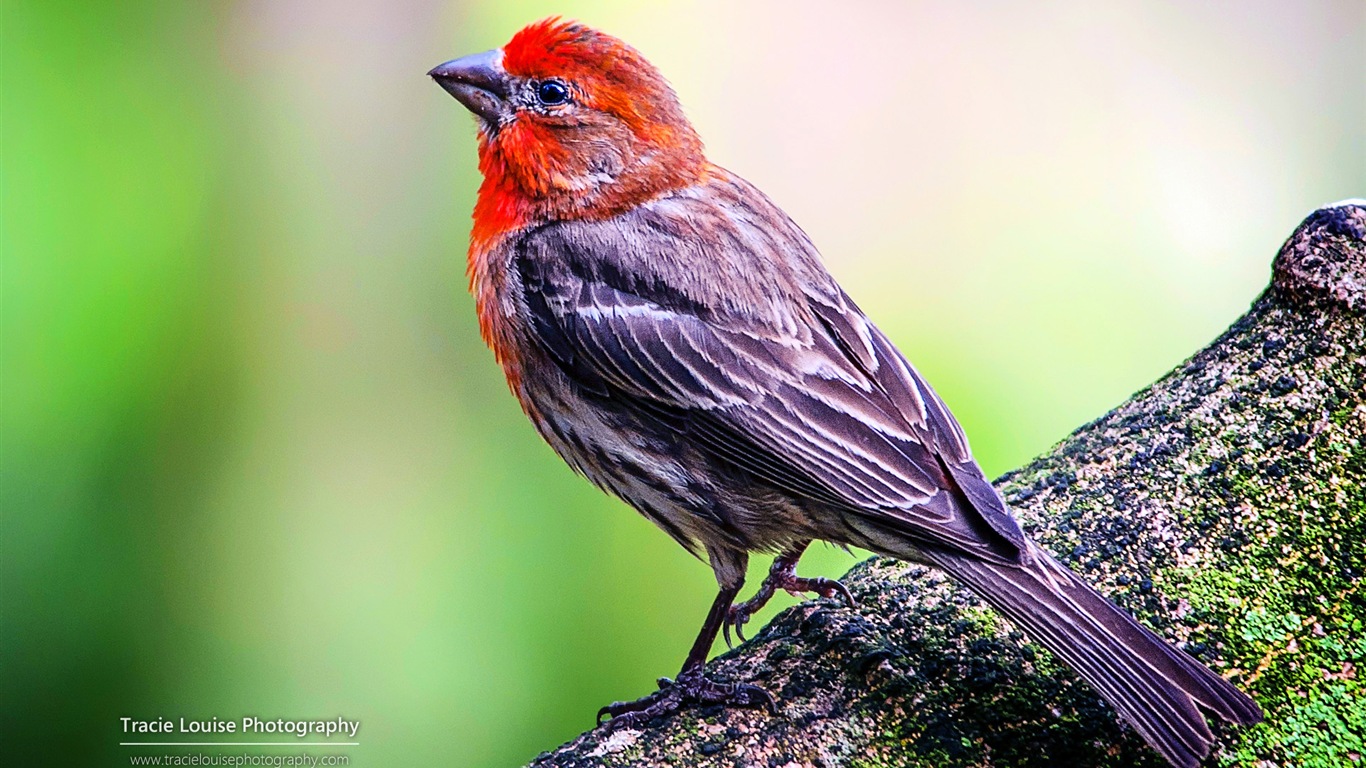 カラフルな鳥、Windowsの8テーマの壁紙 #11 - 1366x768