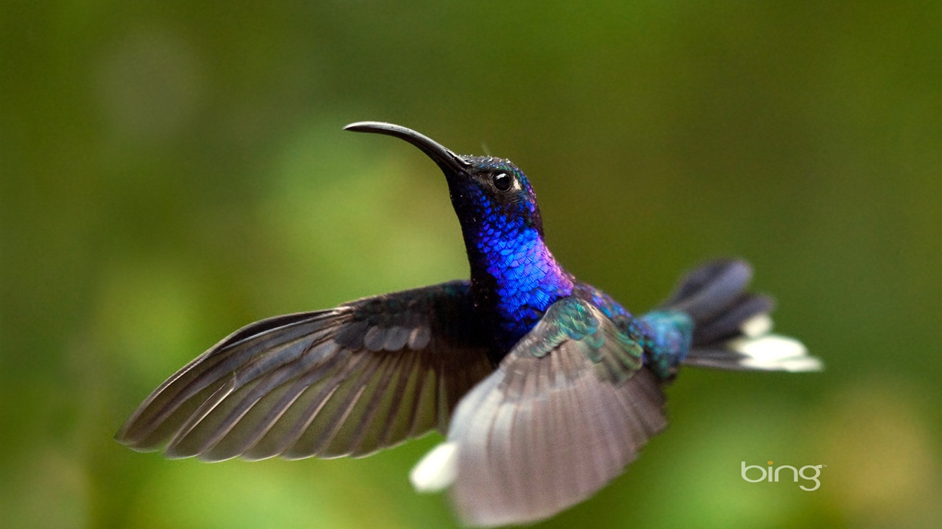 Bing 必應2014年1月壁紙精選 #9 - 1366x768