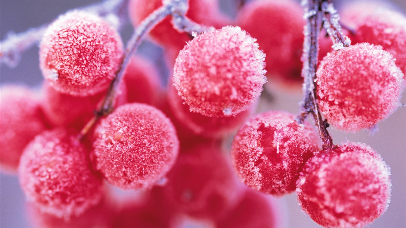 冬天的漿果 霜凍冰雪壁紙 #1 - 1366x768