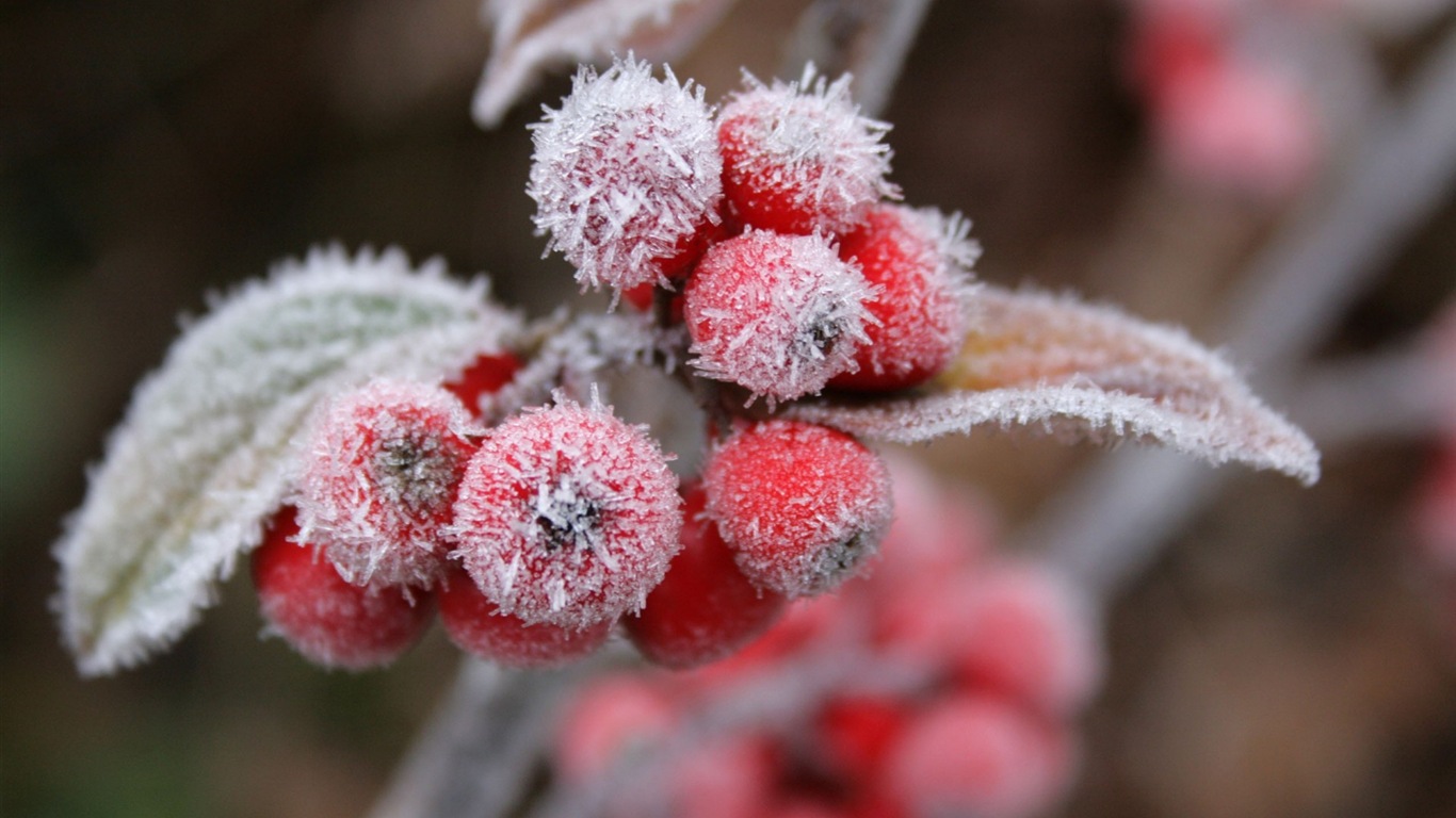 冬天的漿果 霜凍冰雪壁紙 #2 - 1366x768