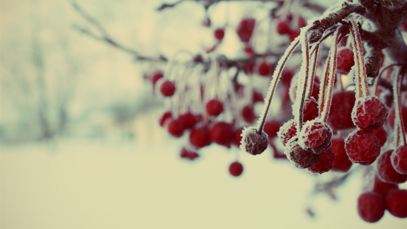 冬のベリー、霜、雪HDの壁紙 #3 - 1366x768