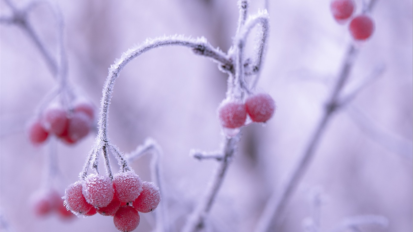 冬のベリー、霜、雪HDの壁紙 #4 - 1366x768