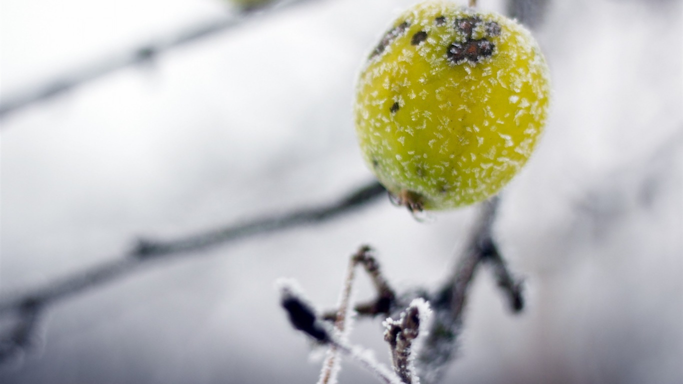 冬天的漿果 霜凍冰雪壁紙 #6 - 1366x768