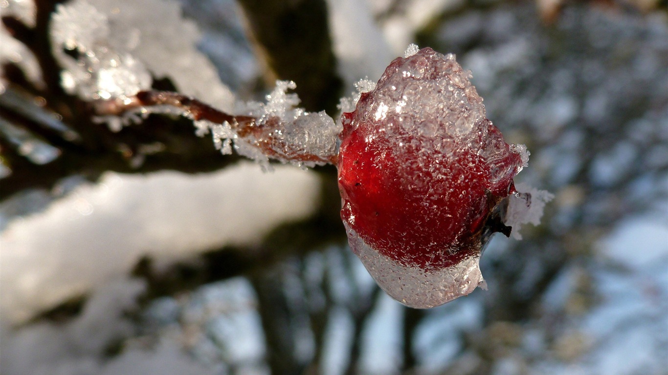 冬天的浆果 霜冻冰雪壁纸8 - 1366x768