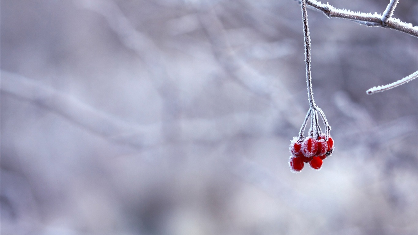 冬天的浆果 霜冻冰雪壁纸10 - 1366x768