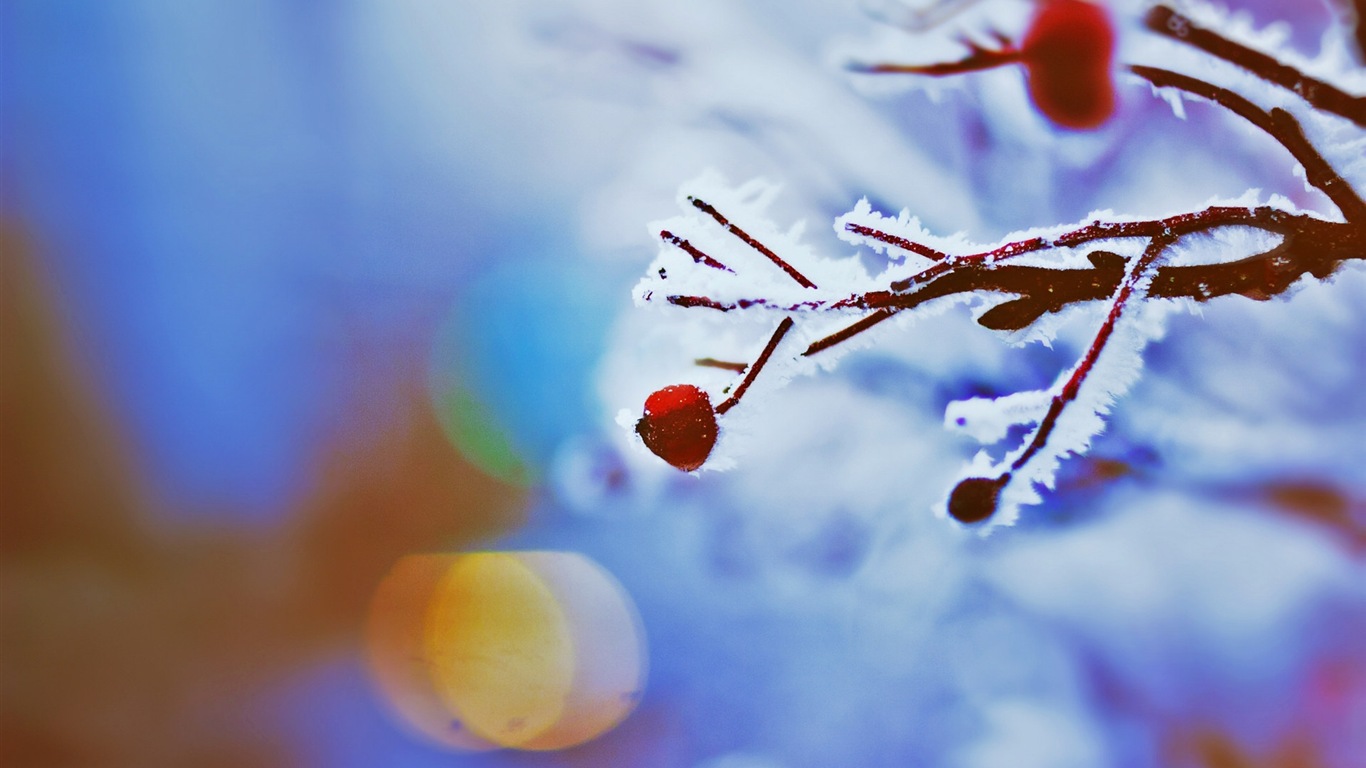冬のベリー、霜、雪HDの壁紙 #11 - 1366x768