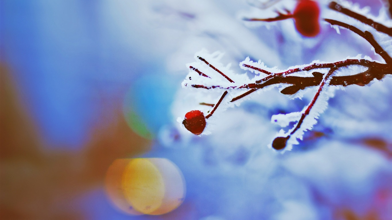 Winter berries, frost snow HD wallpapers #11 - 1366x768