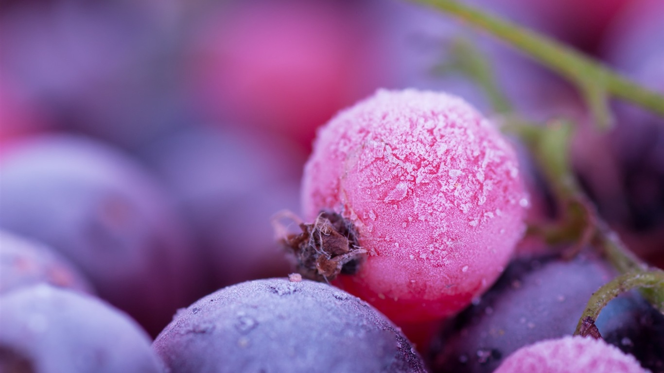 Winterbeeren, Frost Schnee HD Wallpaper #12 - 1366x768