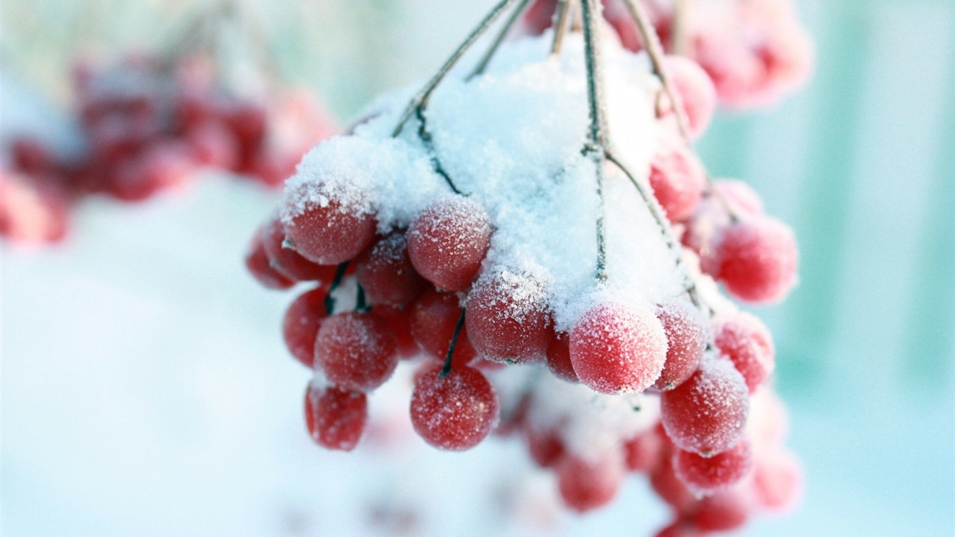 冬天的漿果 霜凍冰雪壁紙 #13 - 1366x768