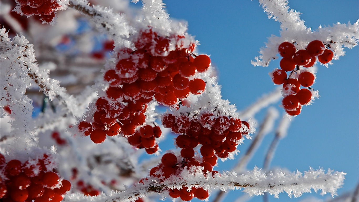 冬天的漿果 霜凍冰雪壁紙 #14 - 1366x768