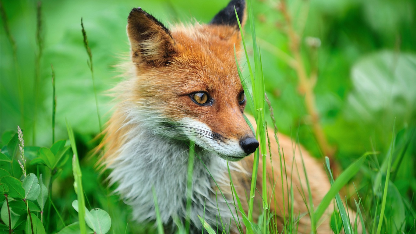 Colorful variété d'animaux, Windows 8 fonds d'écran thématiques #1 - 1366x768