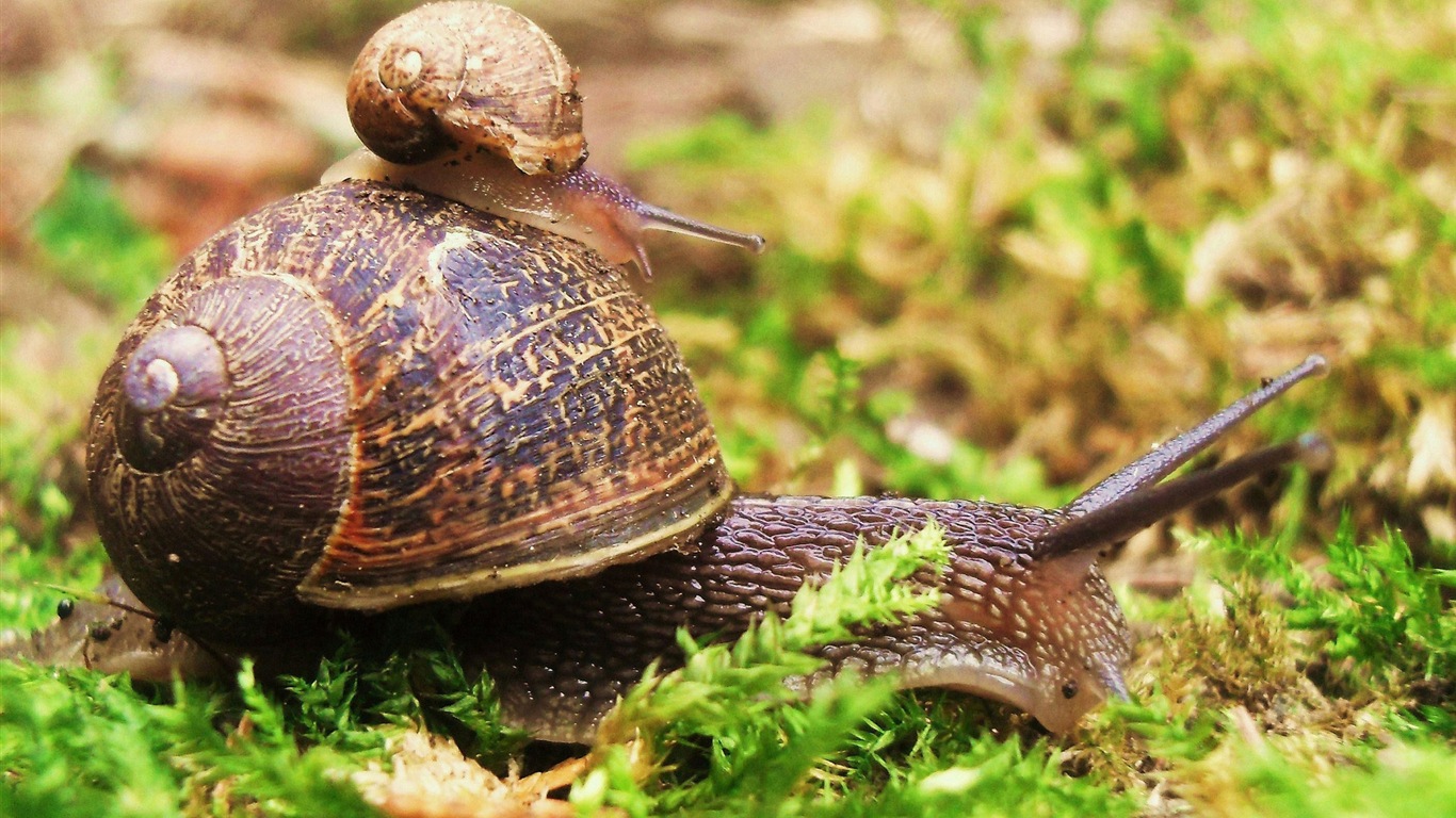 Colorful variété d'animaux, Windows 8 fonds d'écran thématiques #3 - 1366x768