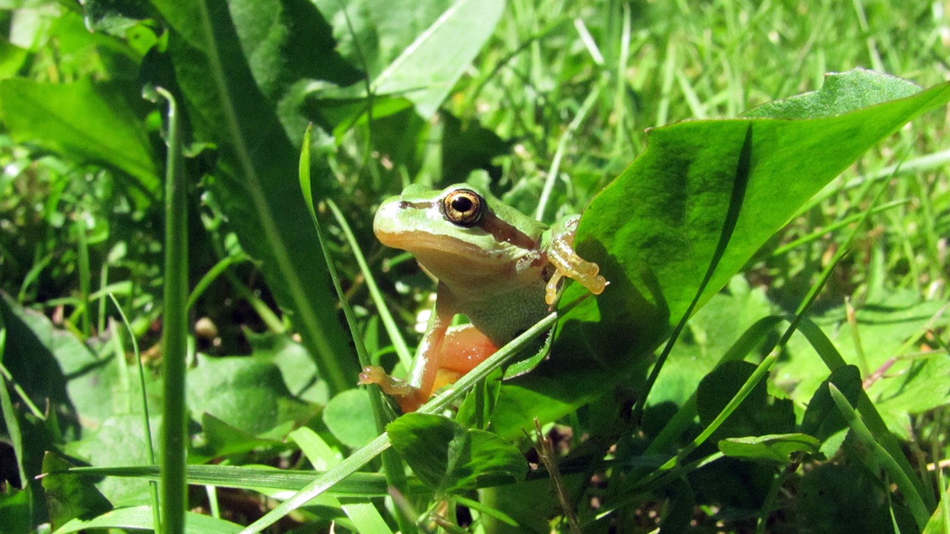 Colorida variedad de animales, Windows 8 tema fondos de pantalla #4 - 1366x768