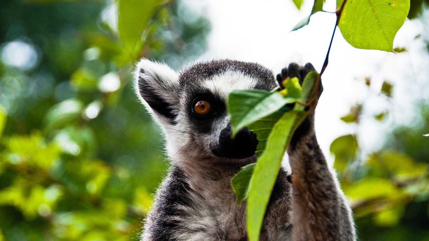 Colorful variété d'animaux, Windows 8 fonds d'écran thématiques #5 - 1366x768