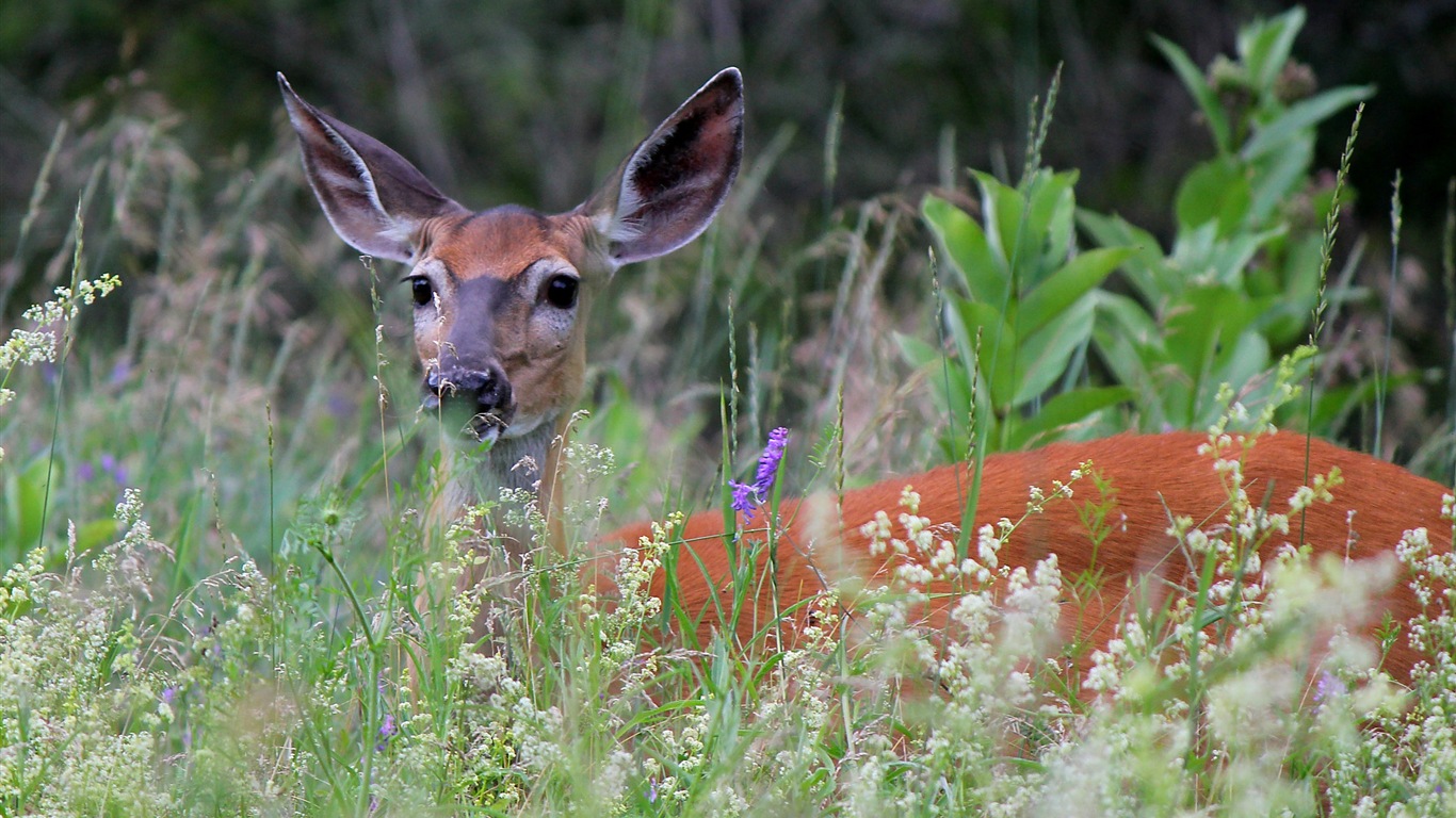 Colorful variété d'animaux, Windows 8 fonds d'écran thématiques #6 - 1366x768