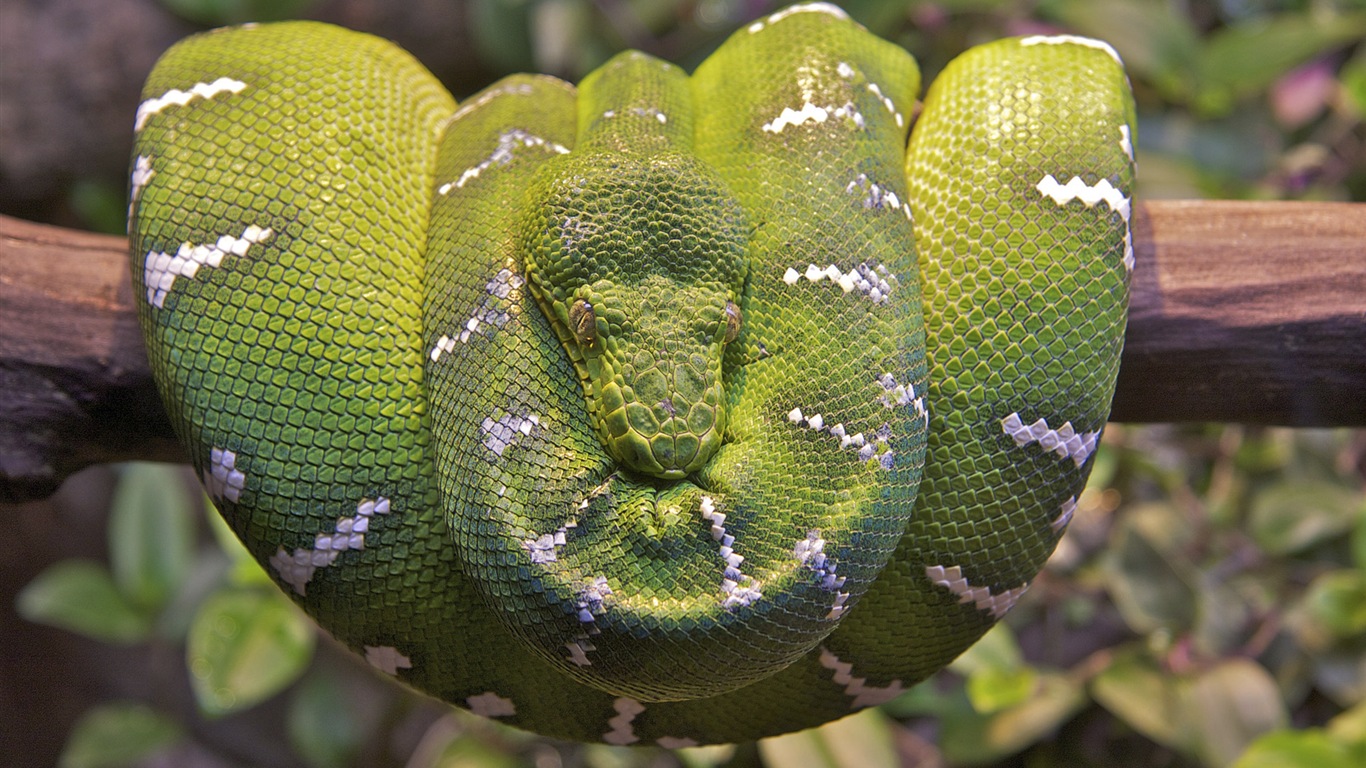 繽紛多樣的動物，Windows 8 主題壁紙 #12 - 1366x768