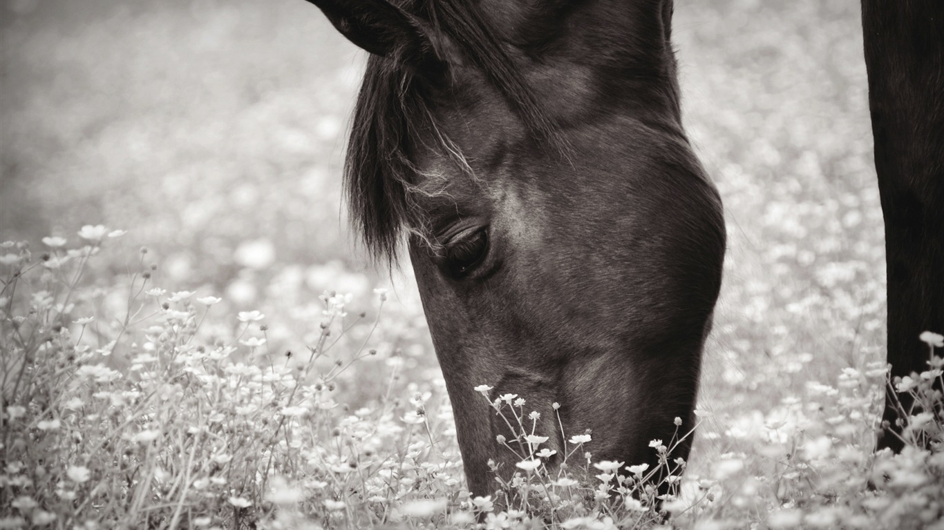 Colorida variedad de animales, Windows 8 tema fondos de pantalla #13 - 1366x768