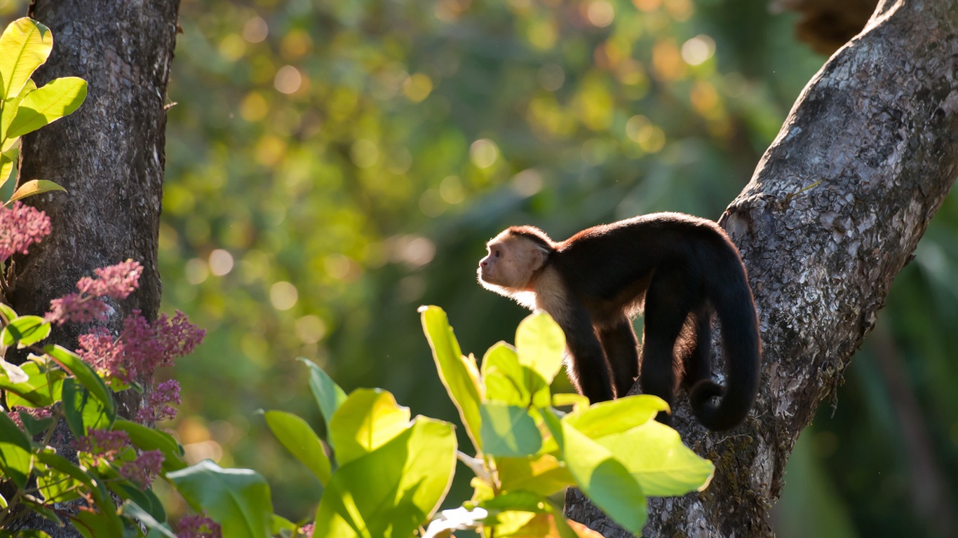 Colorful variété d'animaux, Windows 8 fonds d'écran thématiques #16 - 1366x768