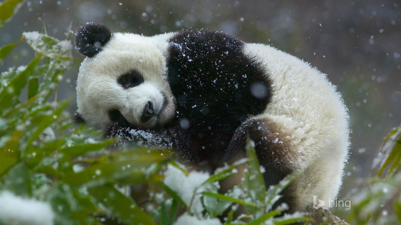 微软Bing 高清壁纸，2014年1月精选2 - 1366x768