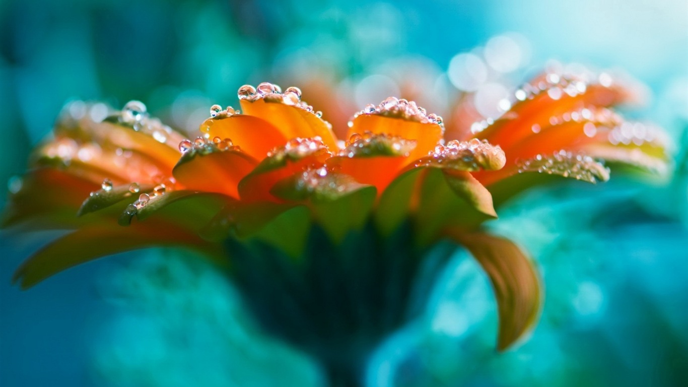 Des fleurs fraîches et de papier peint herbe HD #1 - 1366x768