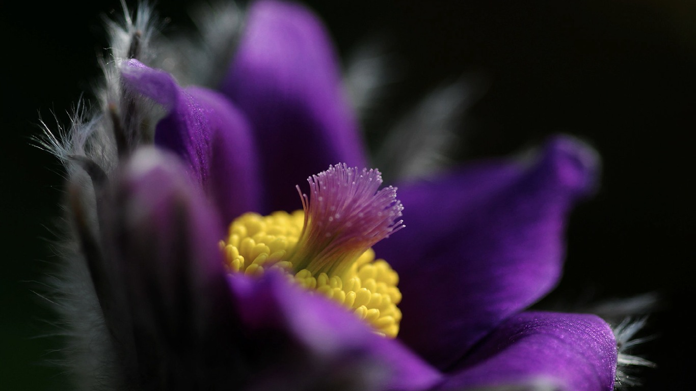 Des fleurs fraîches et de papier peint herbe HD #2 - 1366x768