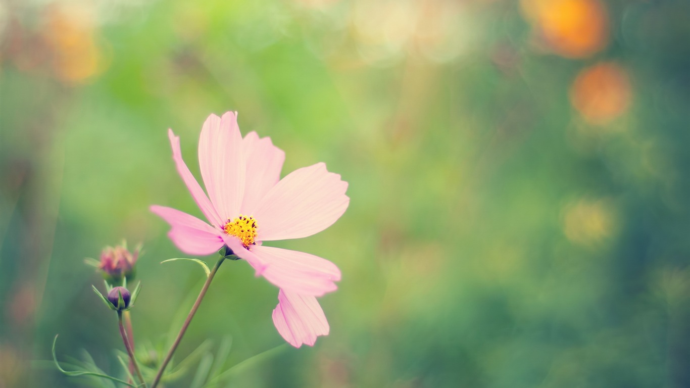 Des fleurs fraîches et de papier peint herbe HD #3 - 1366x768