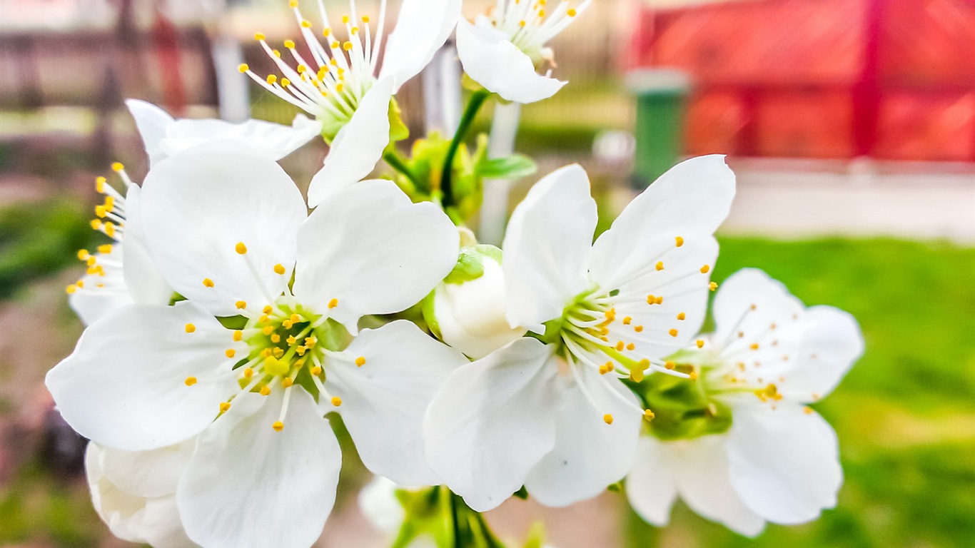 Des fleurs fraîches et de papier peint herbe HD #4 - 1366x768