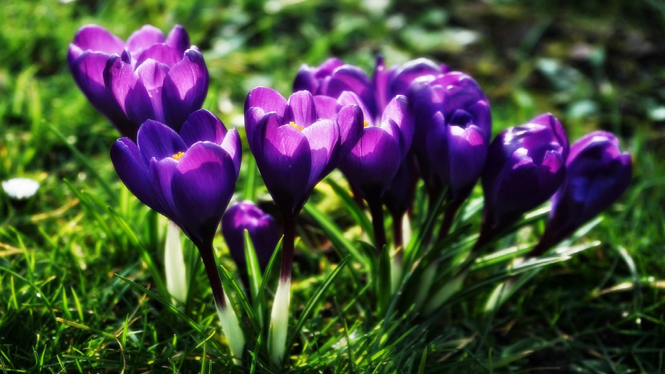 Des fleurs fraîches et de papier peint herbe HD #5 - 1366x768