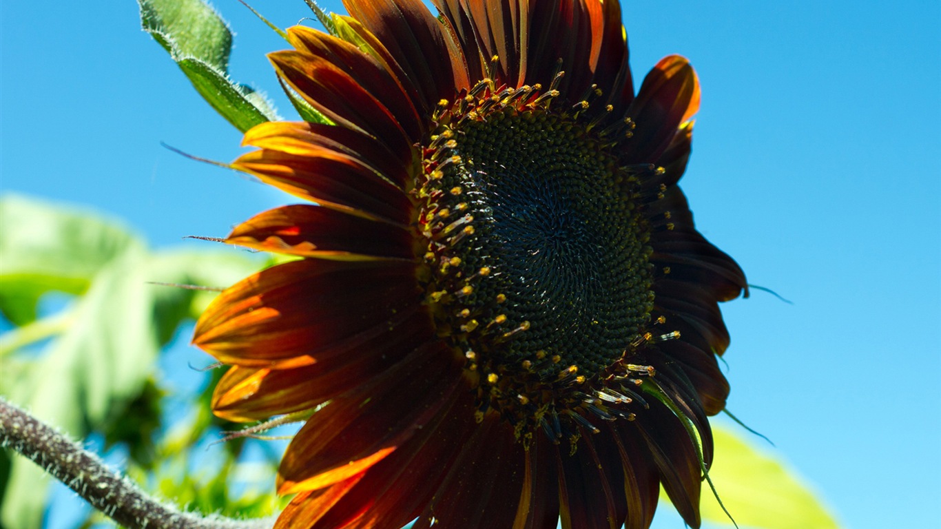 Des fleurs fraîches et de papier peint herbe HD #7 - 1366x768