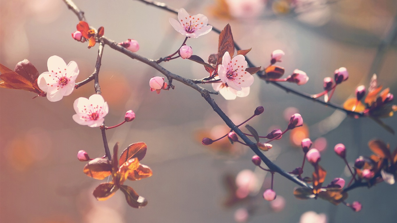 Des fleurs fraîches et de papier peint herbe HD #11 - 1366x768