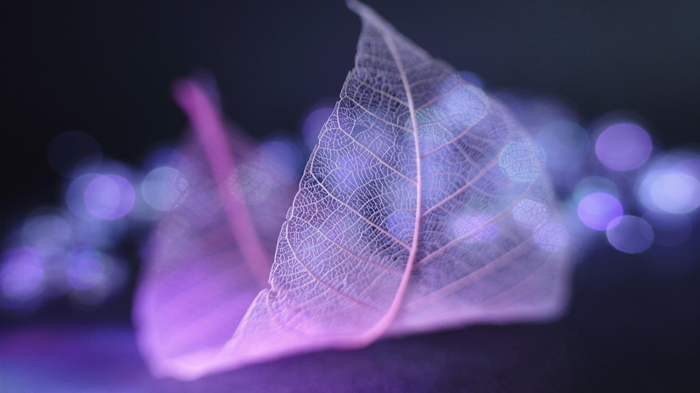 Leaf vein HD photography wallpaper #2 - 1366x768