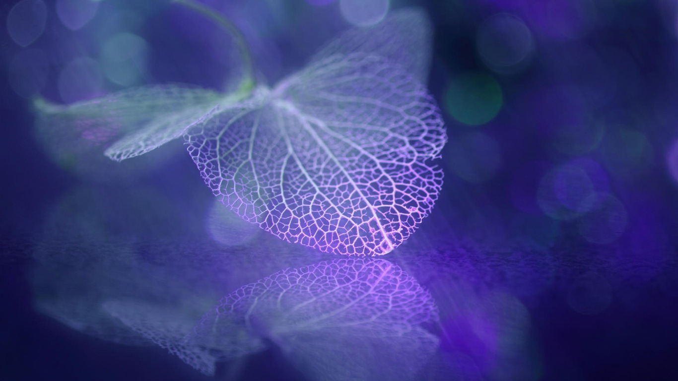 Leaf žíly HD wallpaper fotografie #4 - 1366x768