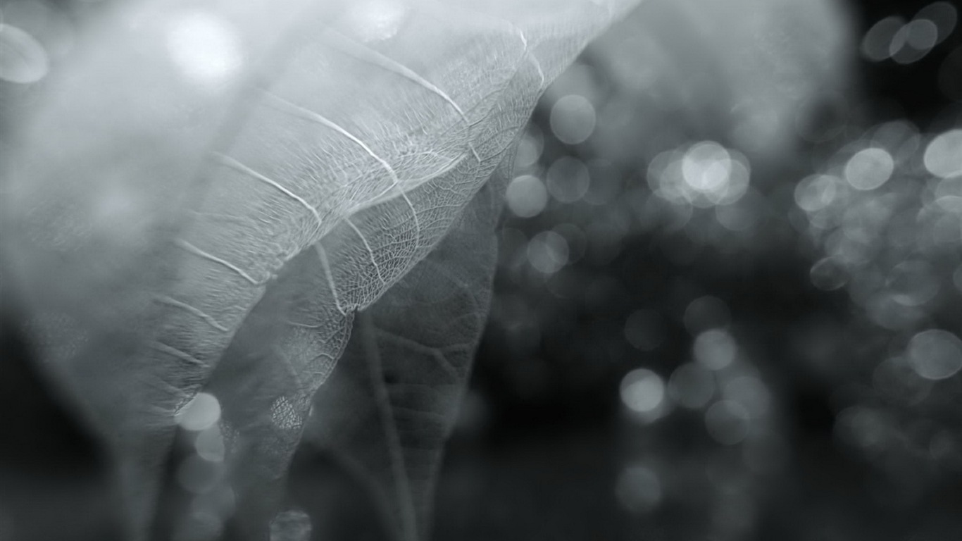 Leaf veine HD photographie fond d'écran #6 - 1366x768