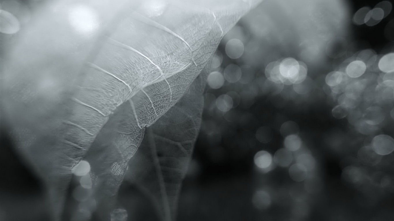 Leaf žíly HD wallpaper fotografie #6 - 1366x768