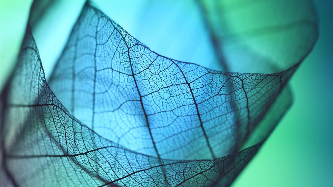 Leaf žíly HD wallpaper fotografie #8 - 1366x768