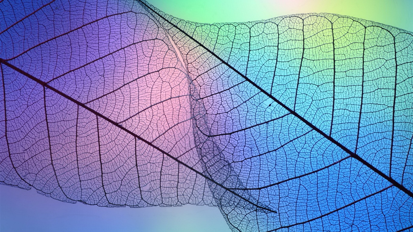 Leaf veine HD photographie fond d'écran #9 - 1366x768