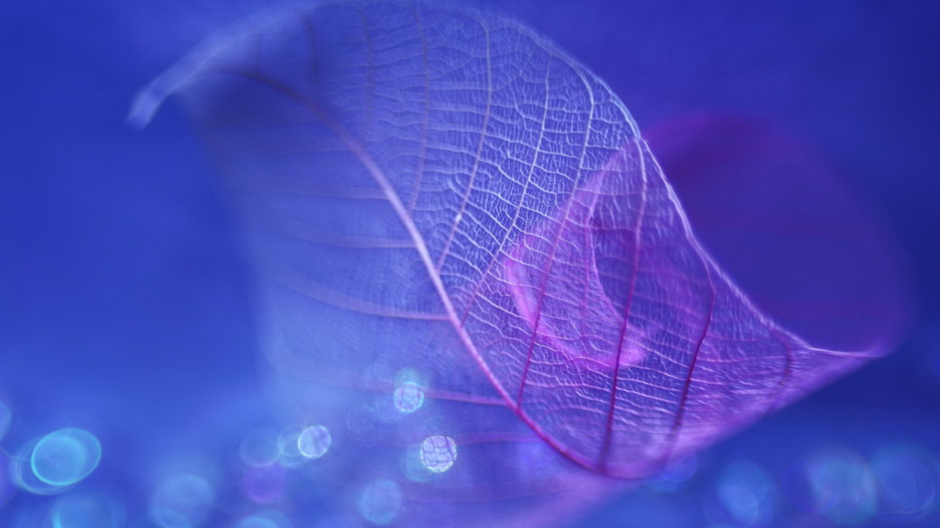 Leaf vein HD photography wallpaper #10 - 1366x768