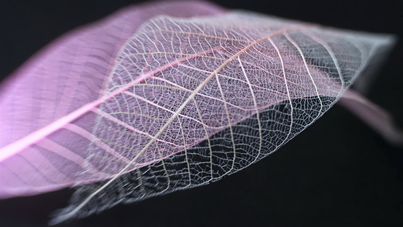 Leaf vein HD photography wallpaper #12 - 1366x768