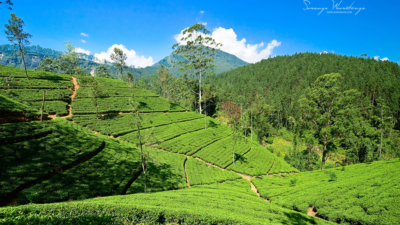 Srí Lanka krajina stylu, Windows 8 téma Tapety na plochu #6 - 1366x768