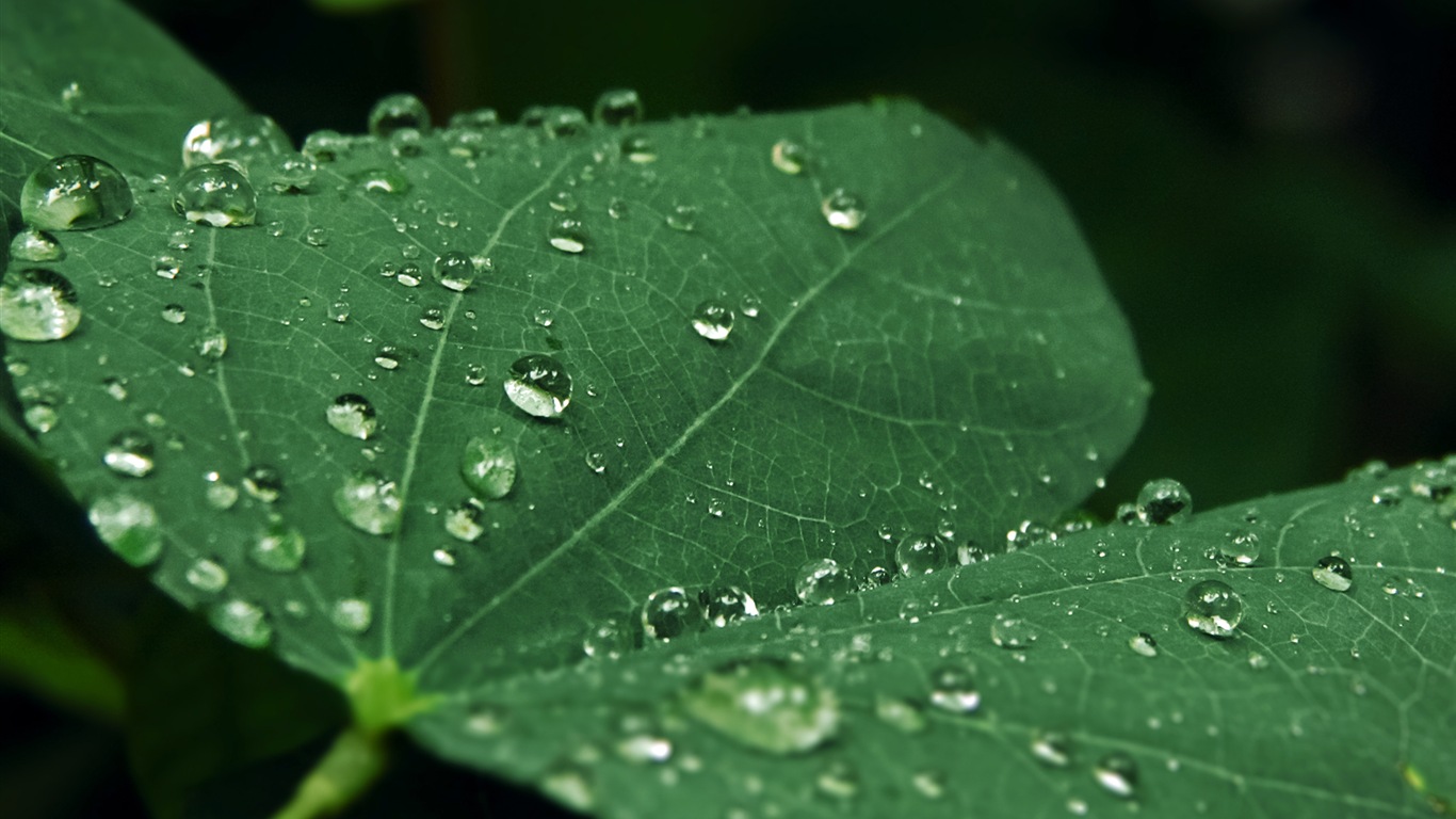 El agua, fuente de vida, fondos de pantalla de Windows 8 tema de HD #7 - 1366x768